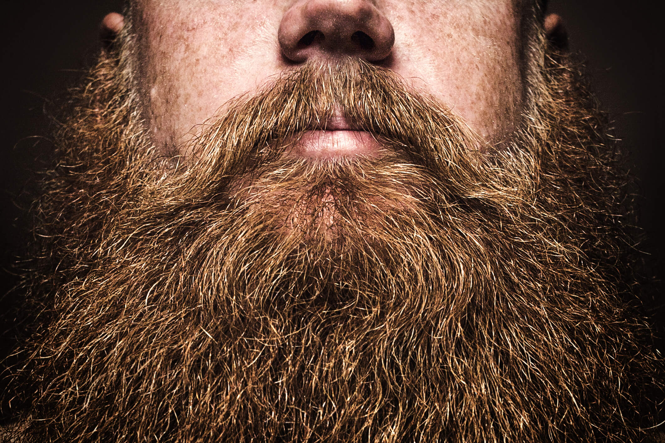A close up portrait of a mans large red beard, his facial hair filling the image frame. His face is obscured by the composition, emphasizing the masculine mustache and beard.